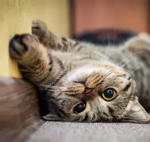 Que el gato vomite puede significar muchas cosas