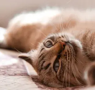 Obtén más información sobre las gatas en celo