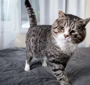¿Encontraste a tu gato haciendo pis en la cama? Puede ser una señal de incomodidad. Fíjate las causas principales para este comportamiento