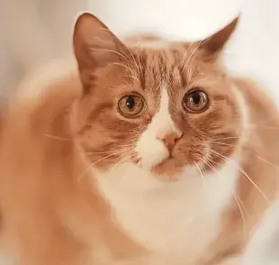 Si el gato vomita es motivo para estar atento a su salud, ya que este síntoma puede tener diversas causas