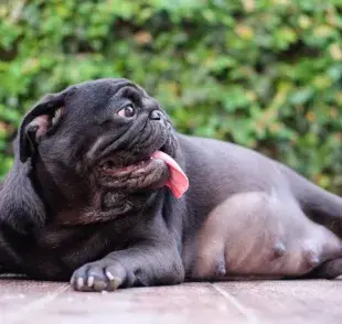 La gestación de un perro dura menos que los humanos