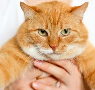 La elección del nombre puede basarse en el pelaje de tu mascota