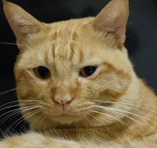 La otitis en los gatos puede causar muchas molestias. Cómo identificar el problema