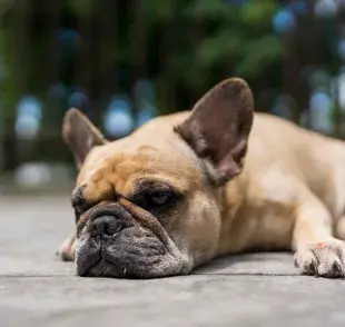 La pancreatitis en perros es una enfermedad grave, pero tiene cura y tratamiento