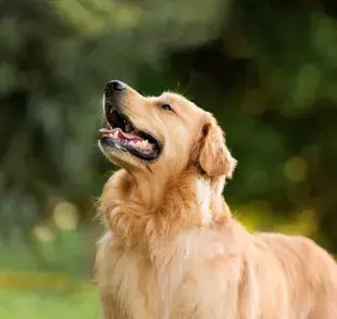 Antialérgico para perro: aprende cuándo usar el medicamento para cuidar al animal.
