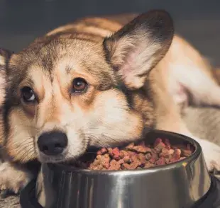 El perro con estreñimiento puede perder el apetito y estar apático
