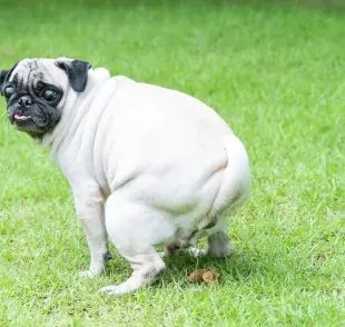La presencia de mucosidad en las heces del perro puede deberse a diferentes motivos. ¡Las principales a continuación!