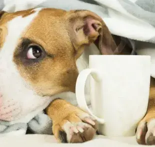 ¿Tu perro está vomitando? Aquí tienes algunas sugerencias para lidiar con ese problema