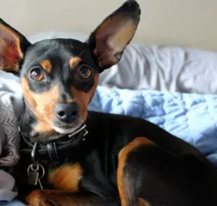 Existen diferentes tamaños de Pinscher que se utilizan para establecer la altura y el peso máximos de la raza