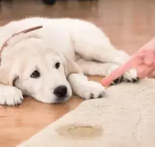 Que el perro haga pis fuera de lugar puede ocurrir por diferentes motivos. ¡Aprende más!