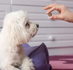 El remedio para parásitos de perro debe darse en un intervalo de 3 a 6 meses cuando el animal es adulto