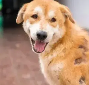 La sarna en perro posee tres tipos diferentes, con síntomas incómodos y necesidad de tratamiento