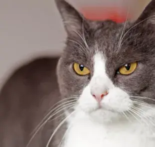 Secreción de tipo mucoso en el ojo del gato puede ser sólo un poco de suciedad o indicar un problema más grave, como una conjuntivitis
