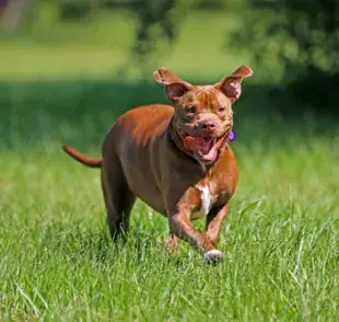 La agresividad del Pitbull está directamente relacionada con su educación