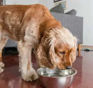 ¡Echa un vistazo a cómo ofrecer el suero casero para perros!
