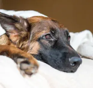 La toxoplasmosis en perros es una enfermedad que requiere atención. Más información sobre la enfermedad
