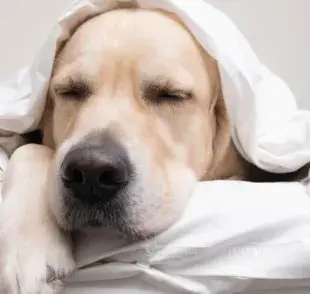 Diarrea y vómitos en el perro puede significar varios problemas de salud. ¡Es importante estar alerta a otros signos!