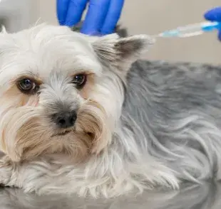 La vacuna contra la rabia es fundamental para prevenir una de las enfermedades más graves que pueden afectar a los perros