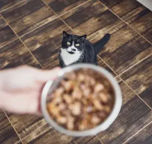 Cuando el gato se cansa de la ración, es hora de ofrecerle otras opciones