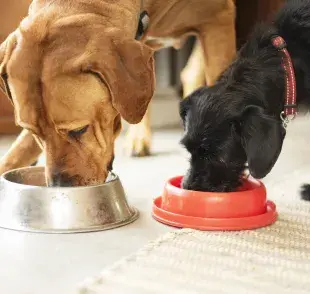 Puedes darle sachet al perro todos los días, pero es importante estar atento a algunos detalles