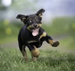 Cachorro: descubre la forma de no traumar a tu perrito