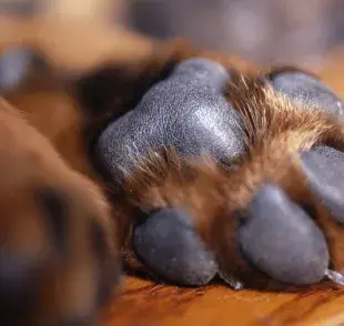 La pata del cachorro puede ayudar a identificar el porte del animal