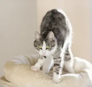 El motivo por el cual el gato amasa pan puede ser felicidad