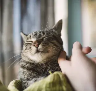 Un gato que necesita cariño, dócil y compañero, puede ser de diversas razas, ¡inclusive sin ninguna raza definida!