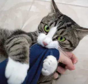 El gato muerde la ropa o tela puede tener varios significados