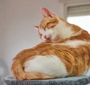 El “baño de gato” es suficiente para mantener limpita a la mascota