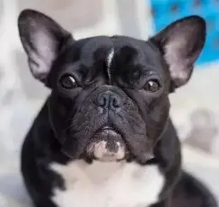 El Bulldog Francés es un compañero para todos los momentos