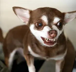 Un perro que quiere morder muestra los dientes y gruñe