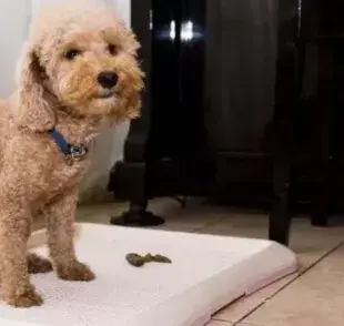Cómo enseñarle al perro a hacer sus necesidades en el lugar correcto: la práctica constante es el mejor de los consejos