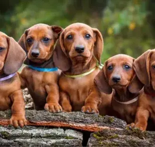 El perro Dachshund es el candidato perfecto para ser tu mejor amigo