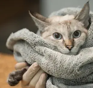 Aprende a descubrir si el gato tiene fiebre