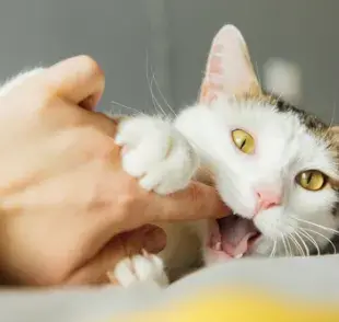 Mordida de gato: ¿sabías que existen varias razones que explican este comportamiento? ¡Entiéndelo!
