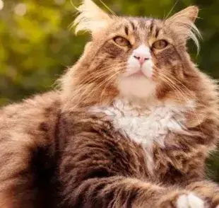 El Maine Coon es un gato que parece un león por su tamaño y pelaje