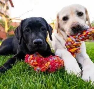 Nombre de perro: algunas sugerencias para llamar a su nuevo amigo de cuatro patas