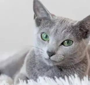 Nombres para gatas: series, películas, comida y otras categorías pueden servirte de inspiración para llamar a tu nueva amiga