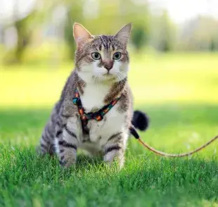 Sacar a pasear al gato debe ser un momento relajante, por eso, no fuerces al animal