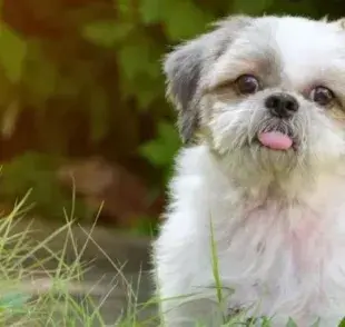El perro Shih Tzu es dócil y compañero
