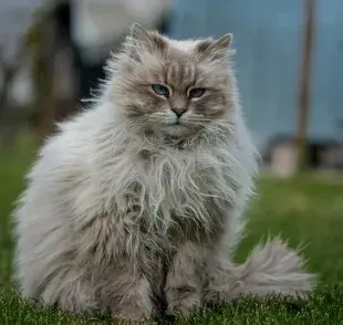 Estos gatos tienen cara de malo, pero en verdad son puro amor