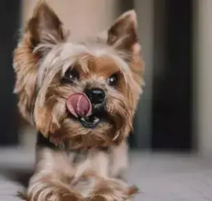 El Yorkshire es un pequeño peludo que conquista corazones