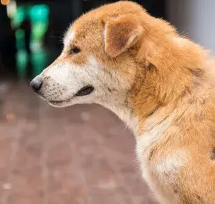 Sarna en perros, ¿cuál es su tratamiento?