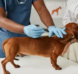 ¿Cómo poner una pipeta para perros?