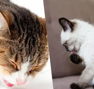¿Por qué mi gato está tosiendo?