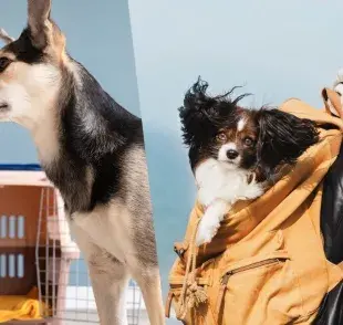 Mochila para perros vs. Jaula para perros ¿Qué es mejor?