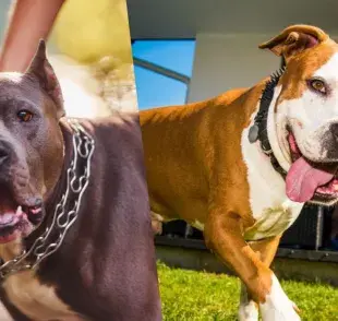 5 razas de perros bravos que en realidad no lo son