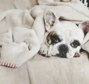 El dolor de estómago canino puede prevenirse con sencillos hábitos y tratarse de varias formas, dependiendo de su causa