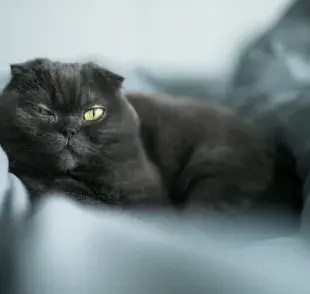 Descubre por qué los gatos responden al pspsps